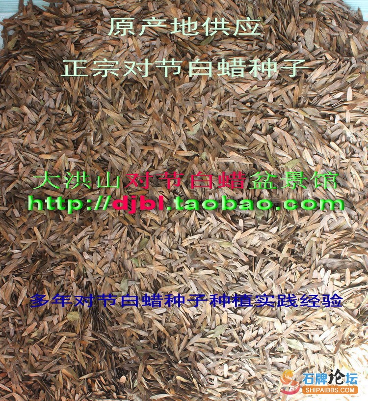 出售对节白蜡种子.jpg