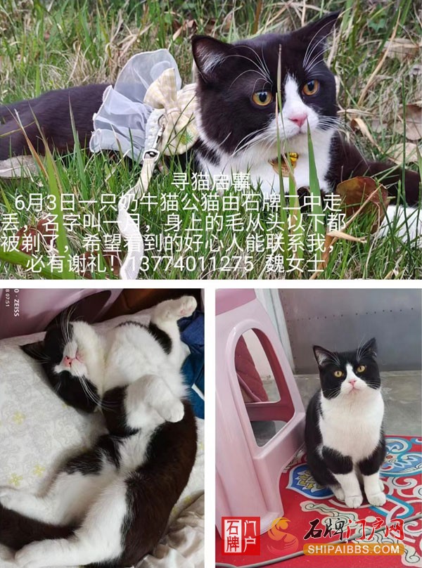 寻猫启事.jpg
